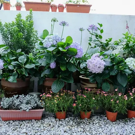 Comfy Sofy 21- Backyard Garden- Night Market Area-3